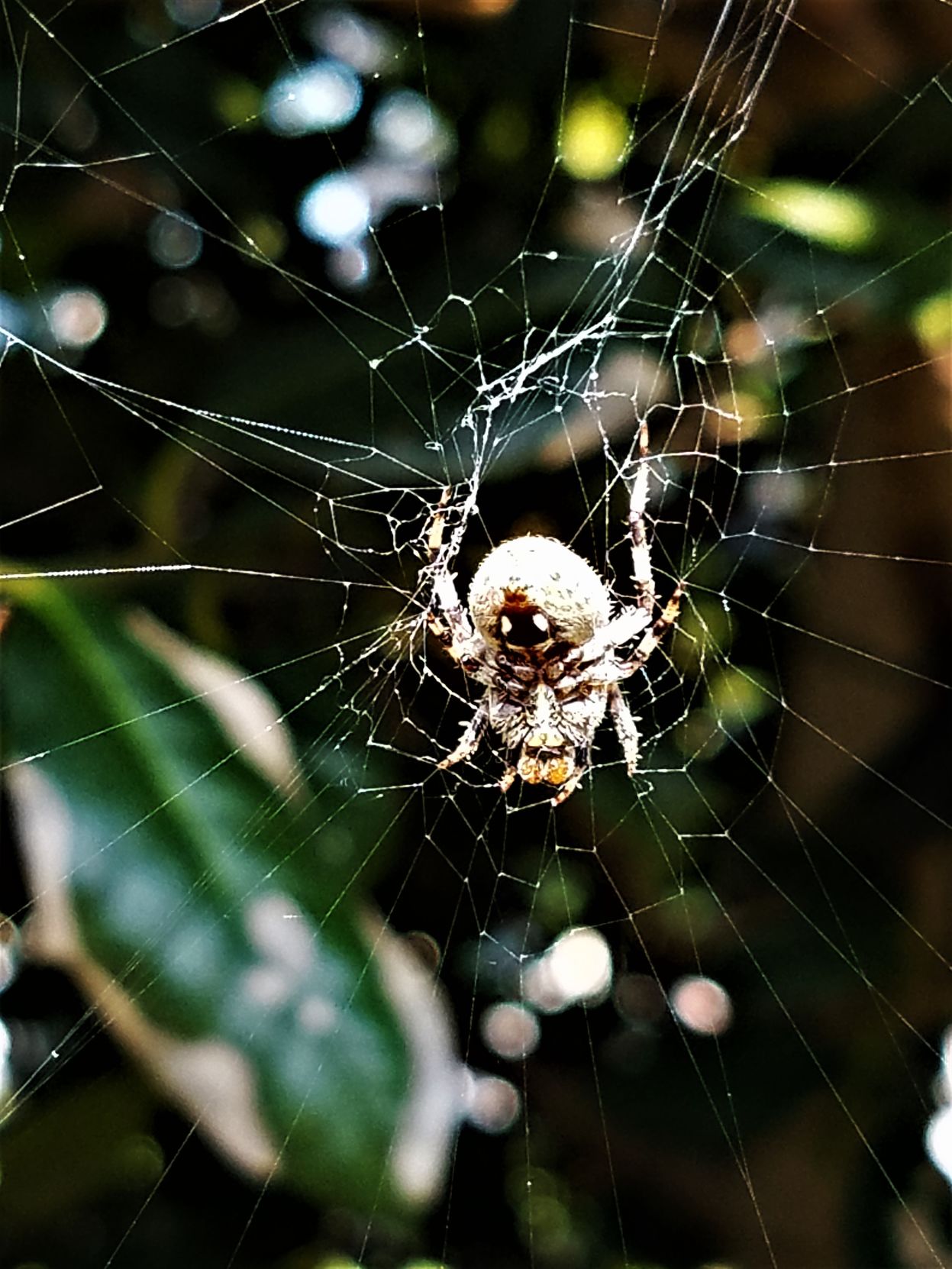 Spider